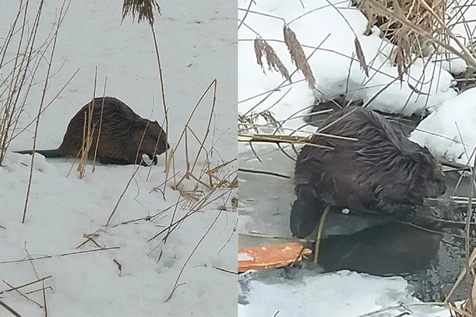 Бобер предатель