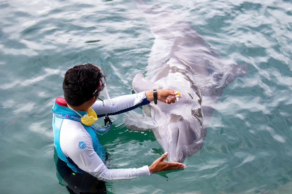 В Госдуме предложили запретить вылов морских млекопитающих для дельфинариев