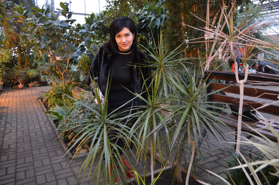 Дончанка Наталья Компан показала «драконовое дерево», которое привлекает в дом счастье