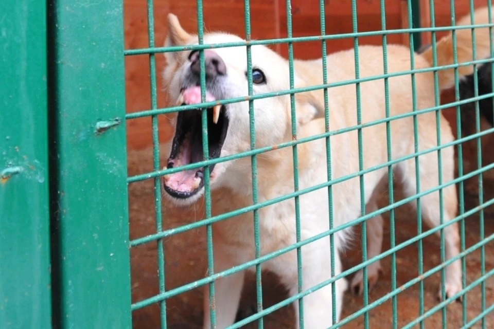 Дедушка растерзанной собаками девочки предстанет перед судом
