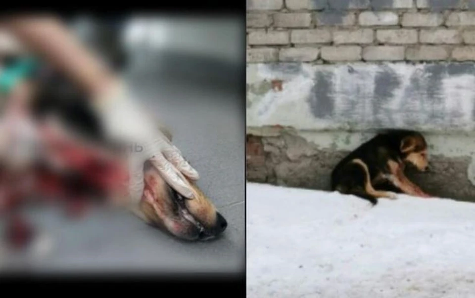Живодерку из Тюмени, перерезавшую горло собаке, доставили в отдел полиции.