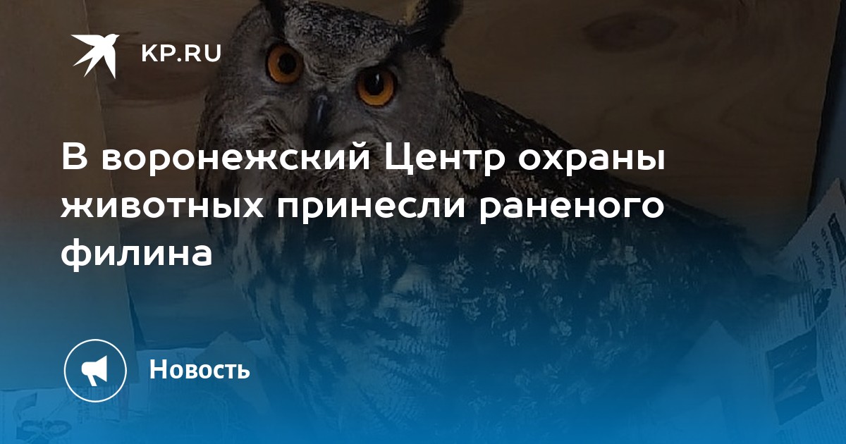 Воронежский центр охраны семьи. Охраняемые животные Воронежской области Сова. Несущие животное. Сова птица на Машмете Воронеж.