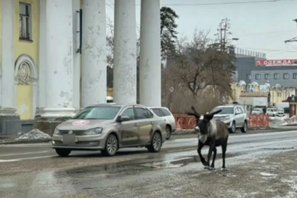 Проскакал по городу олень: как сбежавшее из зоопарка животное ловили в Ангарске. Фото: группа "Инцидент Иркутск"