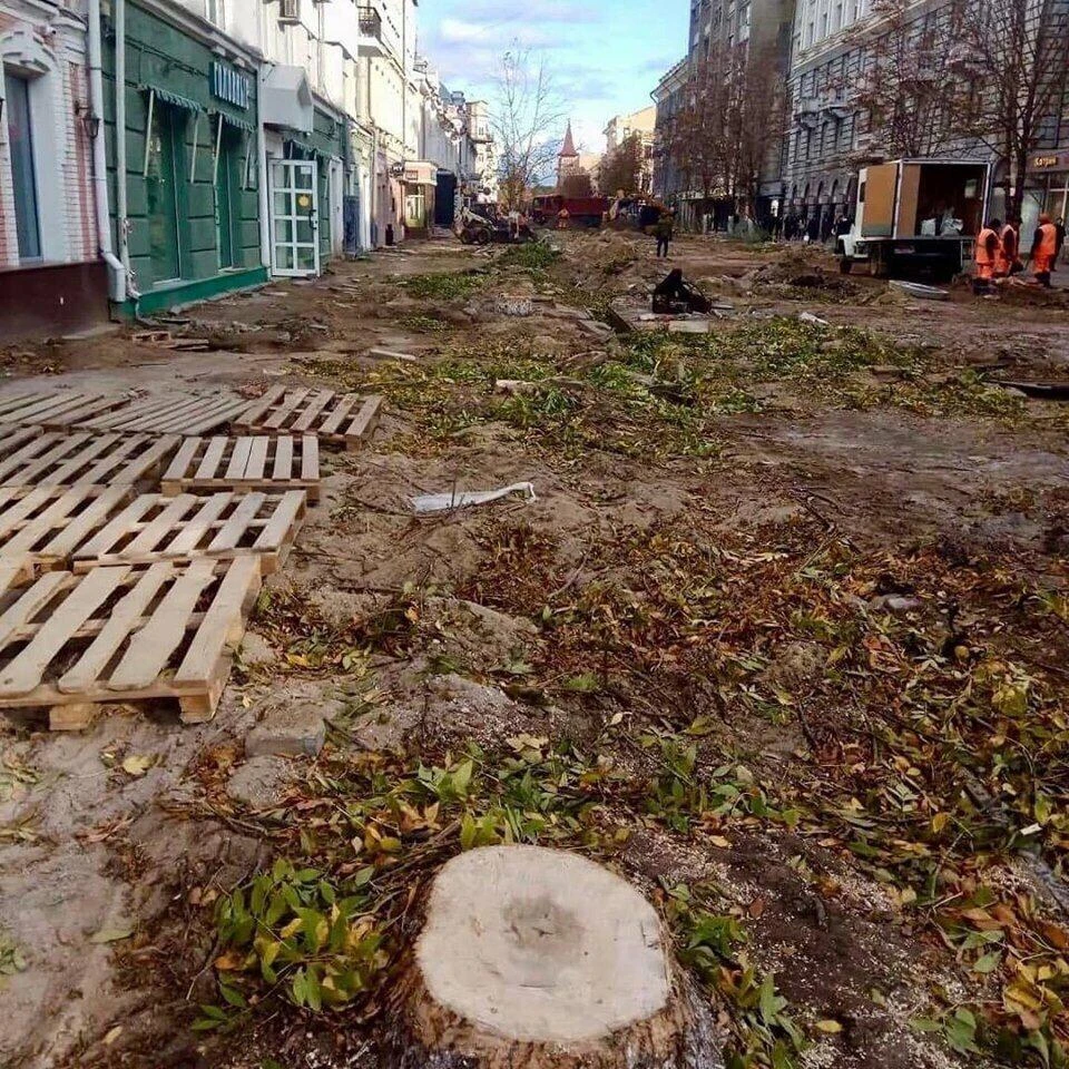 Варварская вырубка деревьев в Саратове не останавливается ни на год