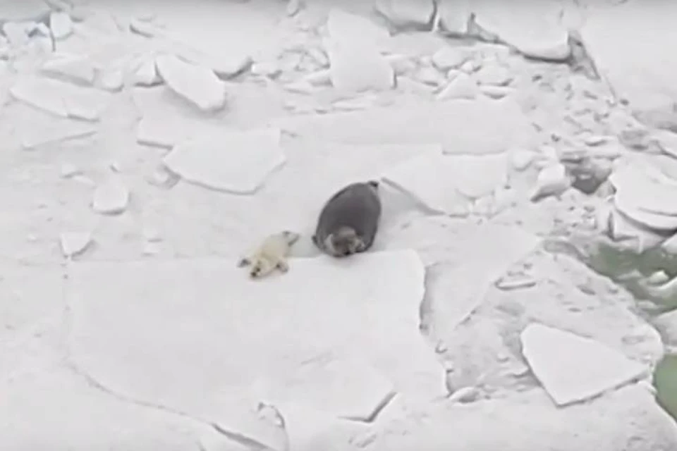 Петербуржцам показали видео с семьей серых тюленей Финского залива