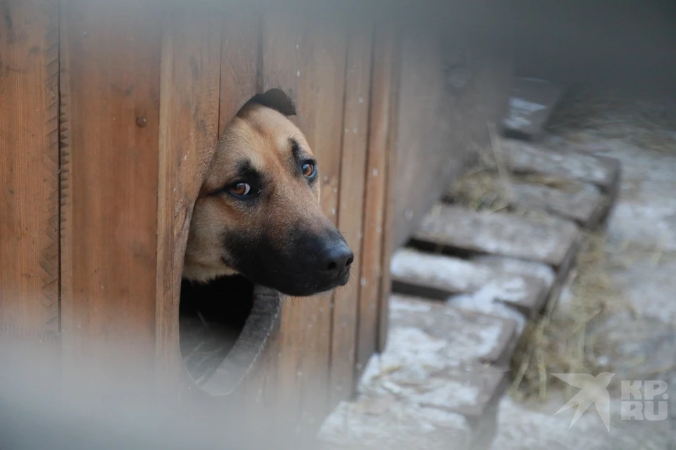 Стало известно, почему на аукцион по отлову собак в Рязани не было ни одной заявки.