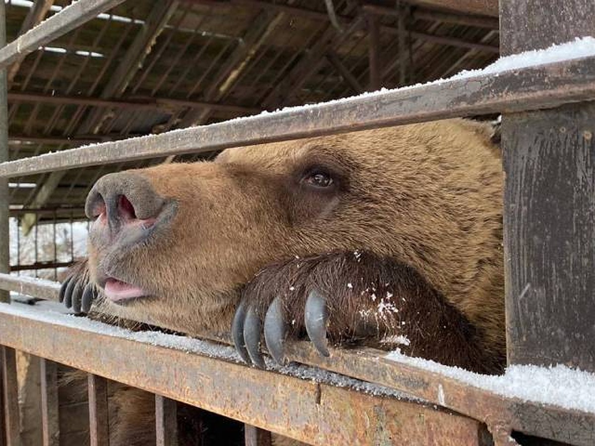 Тесная клетка без воды: На дачном участке под Петербургом нашли замученную  медведицу - KP.RU