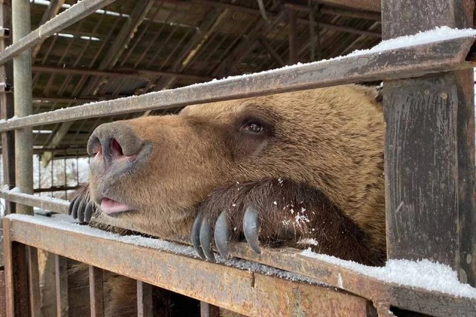 Медведицу в тесной клетке и без питьевой воды нашли на дачном участке под Петербургом / Фото: Росприроднадзор СЗФО