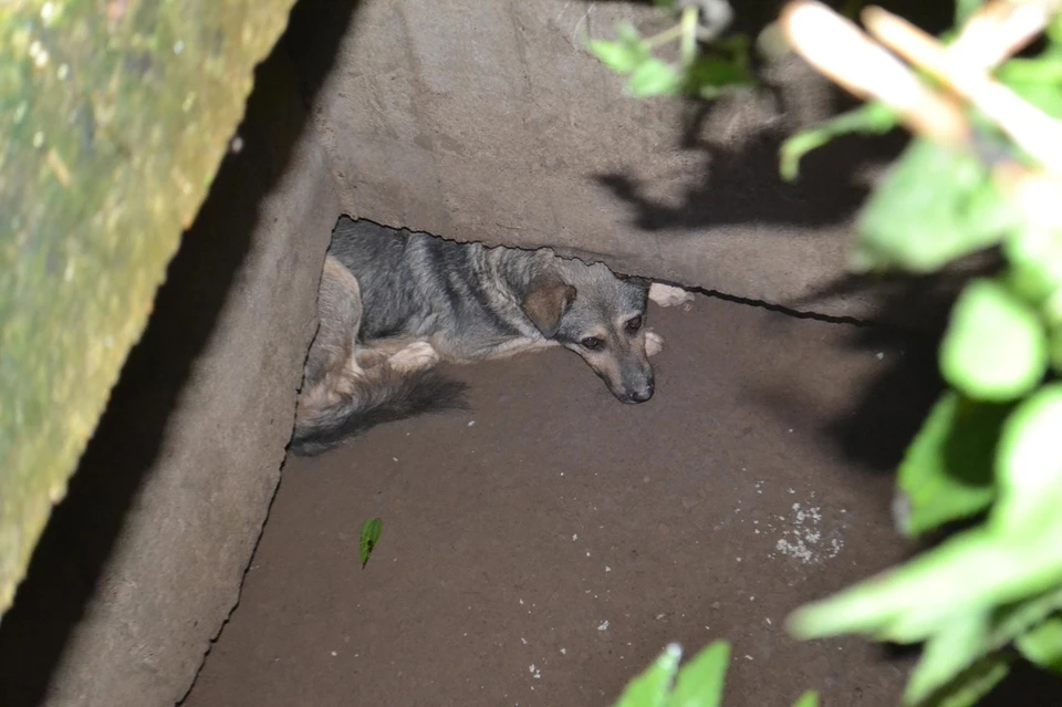 В Смоленске кинологи спасли попавшую в ловушку собаку. Фото: СОГБУ «Пожарно-спасательный центр».