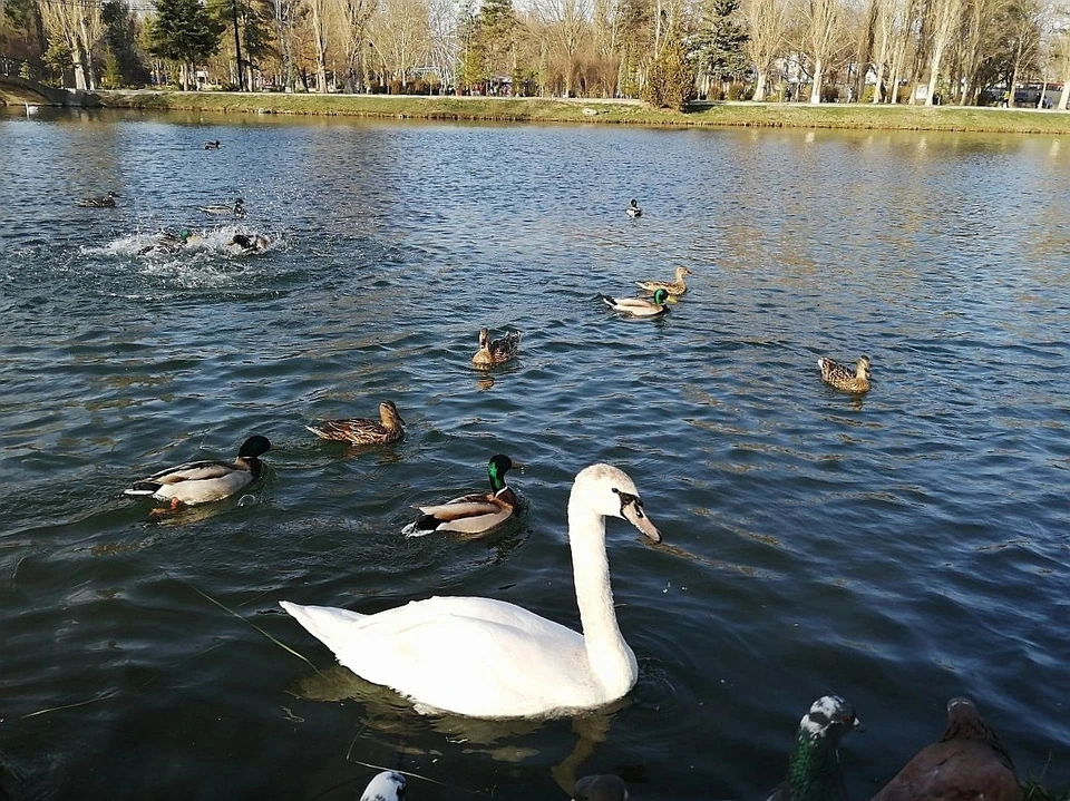 В Гагаринском парке много водоплавающих птиц.