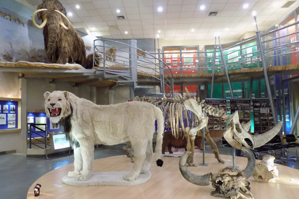 Айсен Николаев: «Мы увидим живых мамонтов, идущих по якутской тундре» ФОТО: музей СВФУ