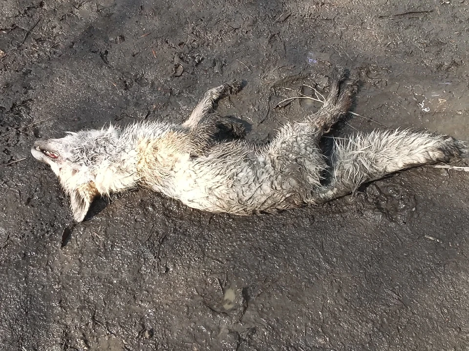 В Саратове нашли труп бешеной лисы. Фото из группы «Регион-64 Саратов»