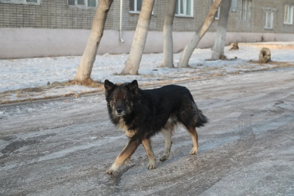 Собака напала на ребенка под Новосибирском.