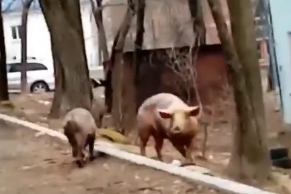Видео со свиньями уже набрало больше 40 тысяч просмотров.