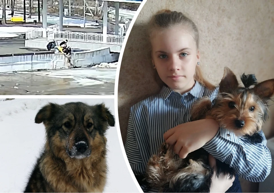 13-летняя Полина позвала собаку с помощью особенных звуков. Фото: Юлия Полякова, Елена Шиман/vk.com, скриншот видео "ТВЖ"/vk.com