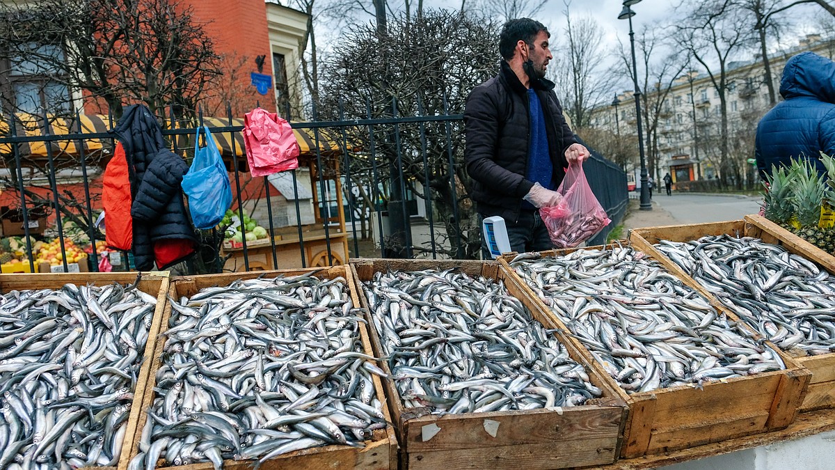 Морожка и некондиция: эксперт рассказал, что на самом деле продают в  Петербурге под видом свежей корюшки - KP.RU