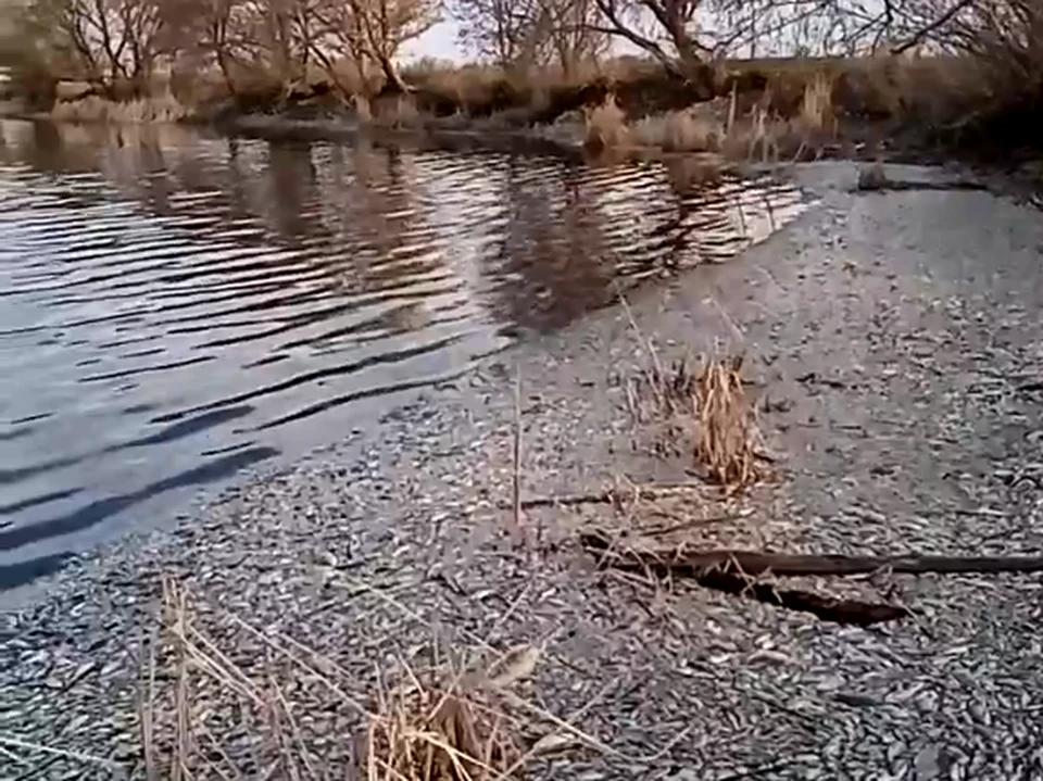 К берегу пруда прибило тонны дохлой рыбы. Кадр из видео