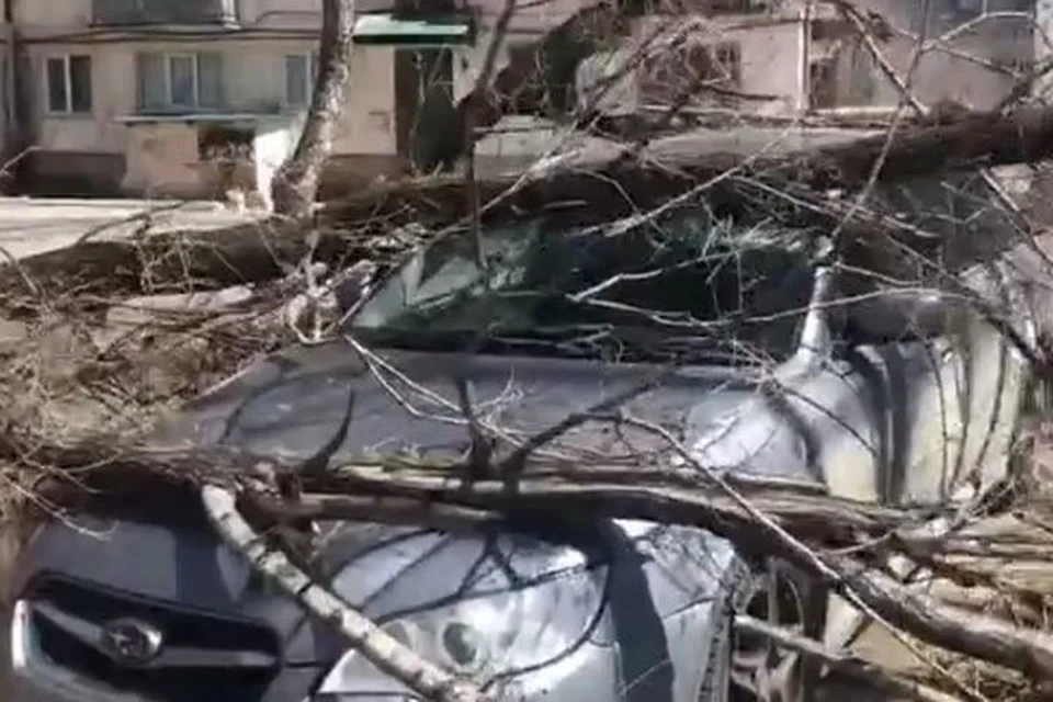 сильный ветер повалил деревья в Приморье.