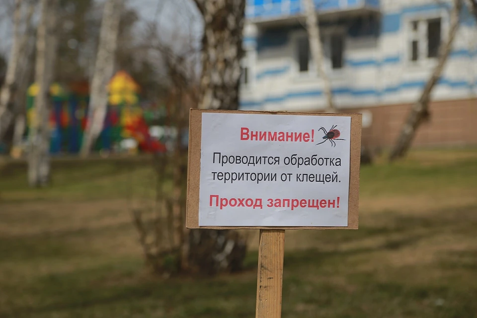 Пять самых популярных вопросов и ответов о клещах для красноярцев в 2021 году
