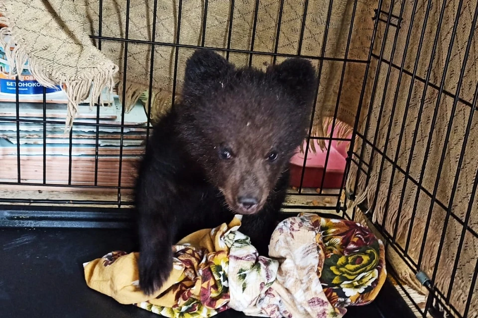 «Сидел у дороги без сил»: истощенного медвежонка нашли сибиряки на трассе Иркутск-Улан-Удэ. Фото: предоставлено питомником К-9
