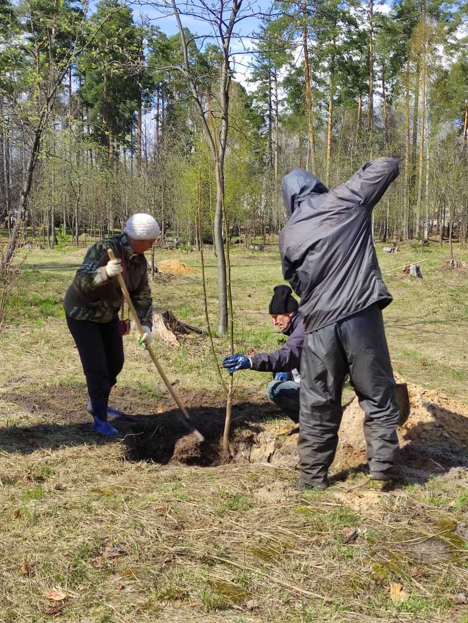 Житель Выксы подарил благоустроенному парку саженцы грецкого ореха.