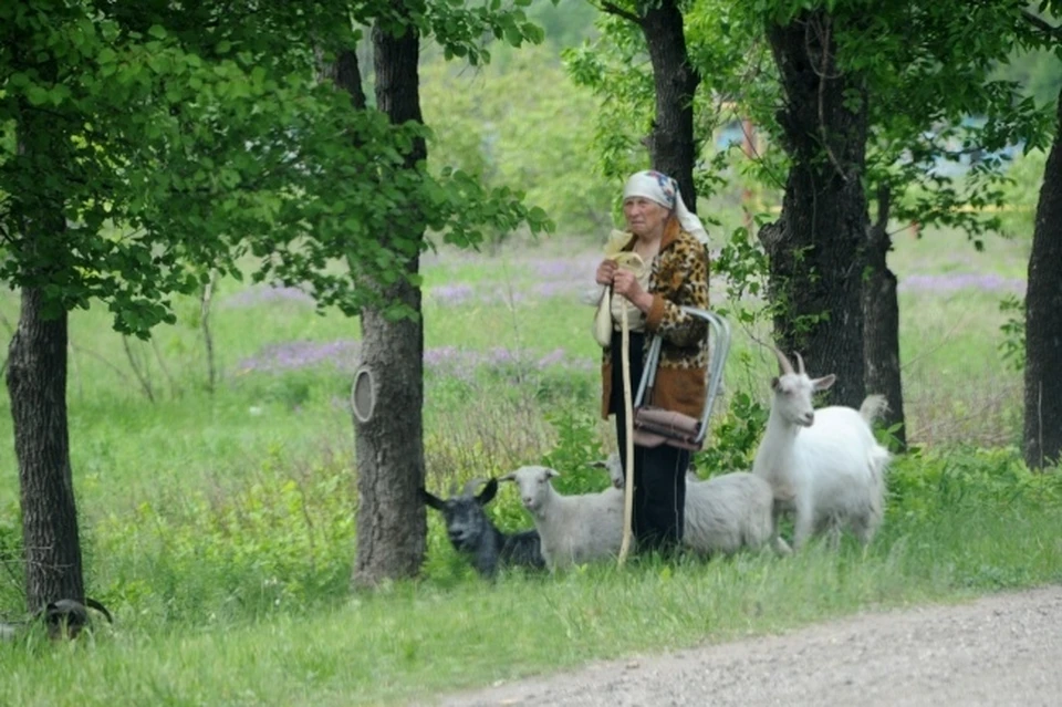 Мужчина и женщина отправились в лесополосу для выпаса домашнего скота (архивное фото)
