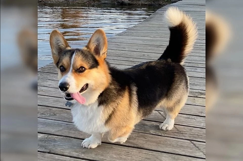 Фото: Instagram.com/corgifill