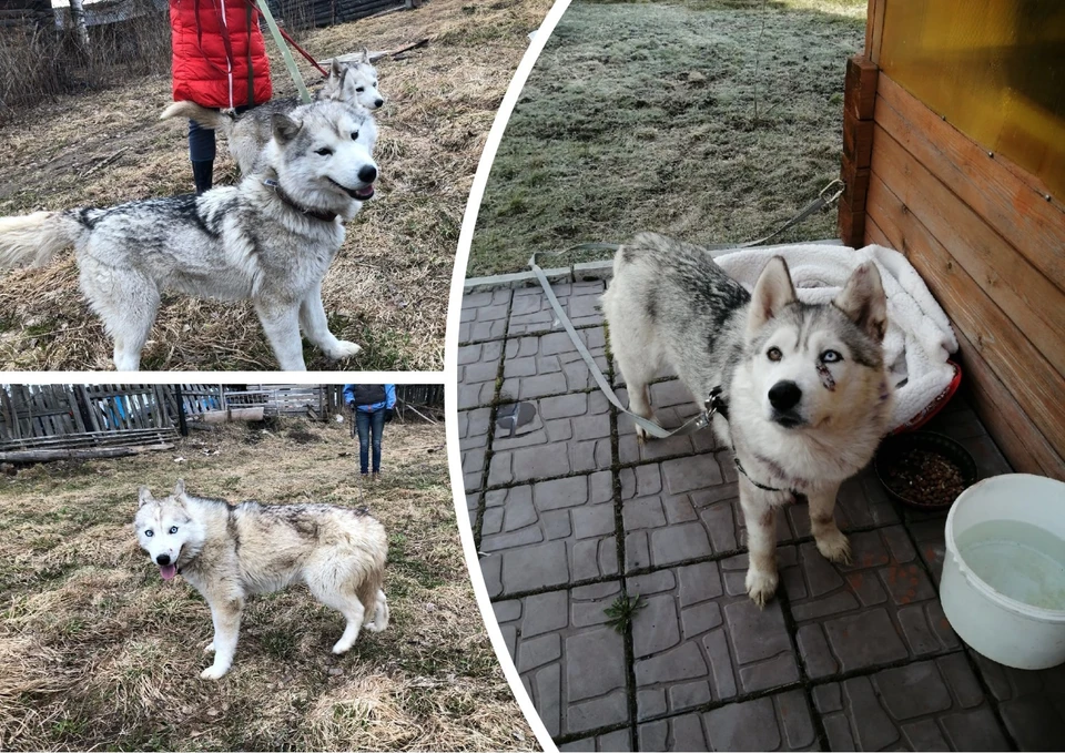 Фото: приют для собак «Друг»