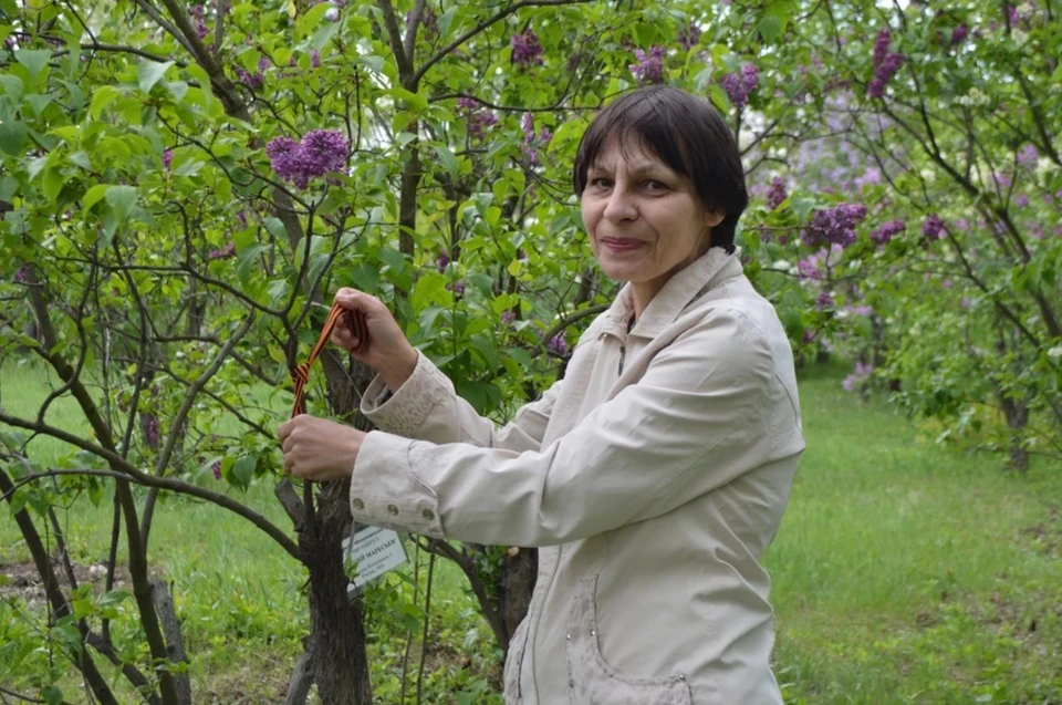 Елена Виноградова повязала георгиевскую ленточку на куст сирени «Алексей Маресьев». Она названа в честь погибшего летчика, потому что цветки напоминают пропеллеры самолета