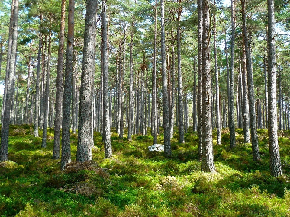 На восстановление лесов в Удмуртии потратят 40,9 миллионов рублей в 2021 году