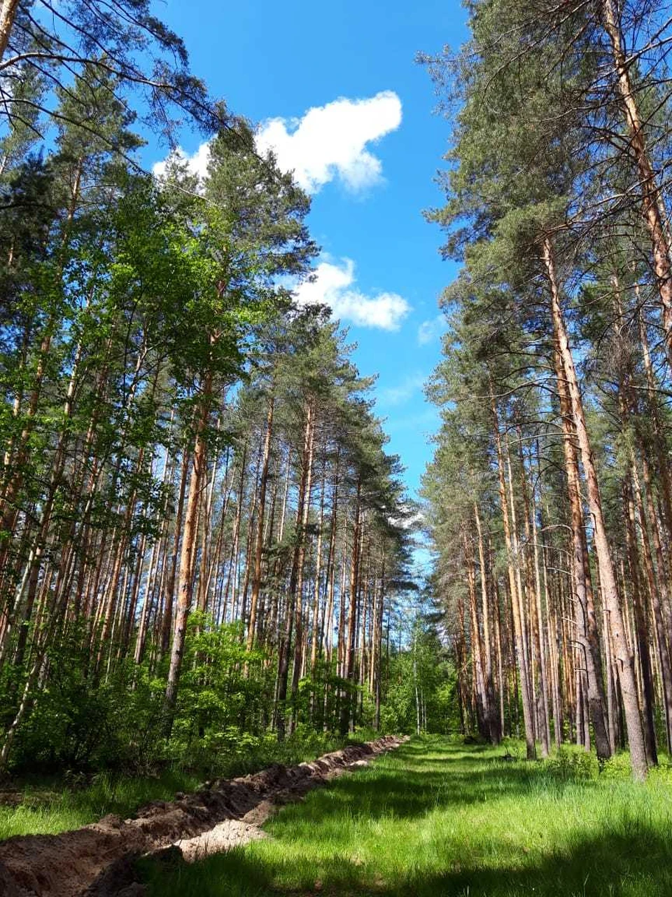 Обл лесной. Сосновый лес Тамбов. Леса Тамбовской обл.. Пригородный лес Тамбов Тамбовский лесхоз. Лесных массивы Тамбовской области.