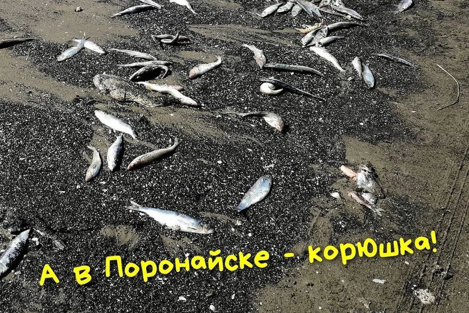 Рыбу выбросила на центральный пляж. Фото: Instagram-аккаунт @gazetazvezda65