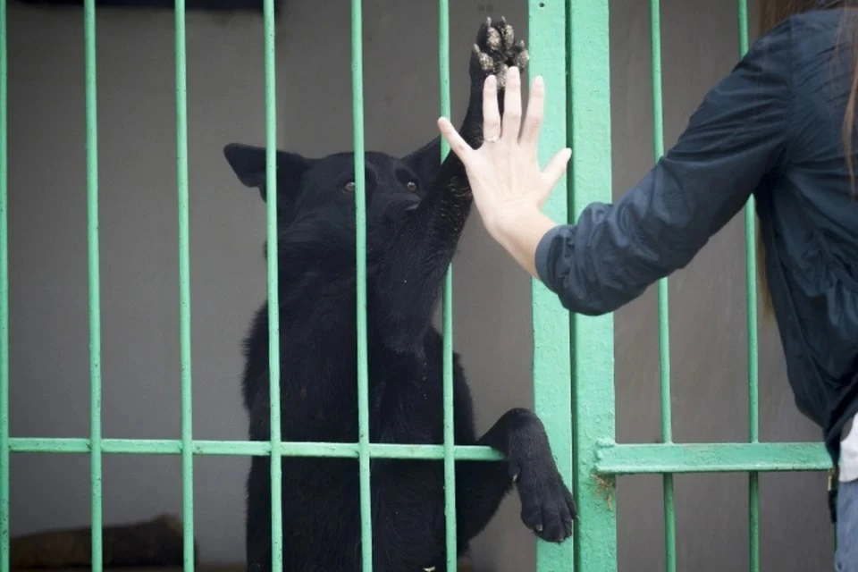 Все собранные корма и вещи передали приюту временного содержания собак в Больничном переулке.