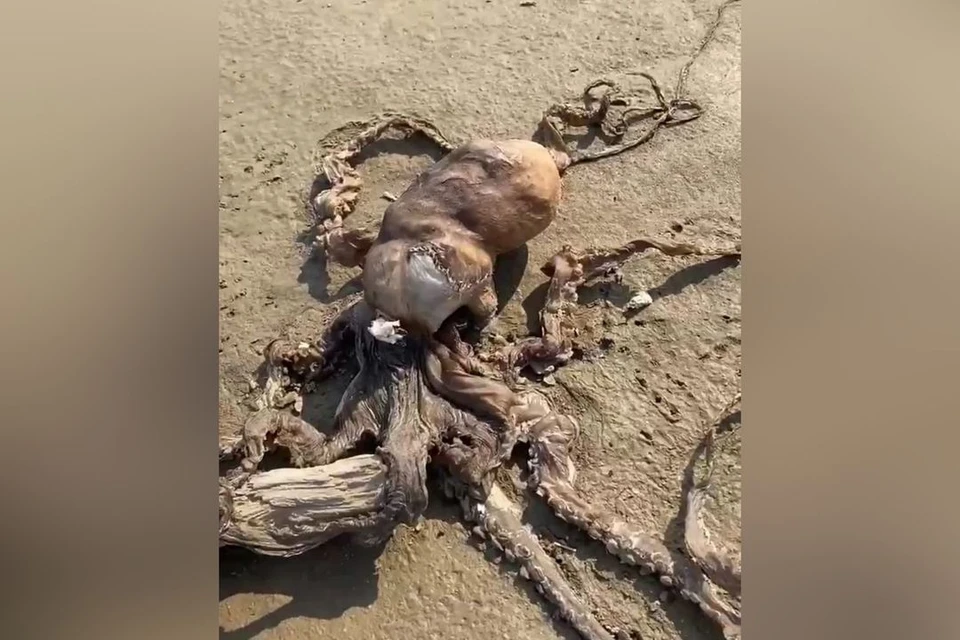 Со слов сибирячки, в Новосибирской области на берег выбросило осьминога. Фото: стоп-кадр