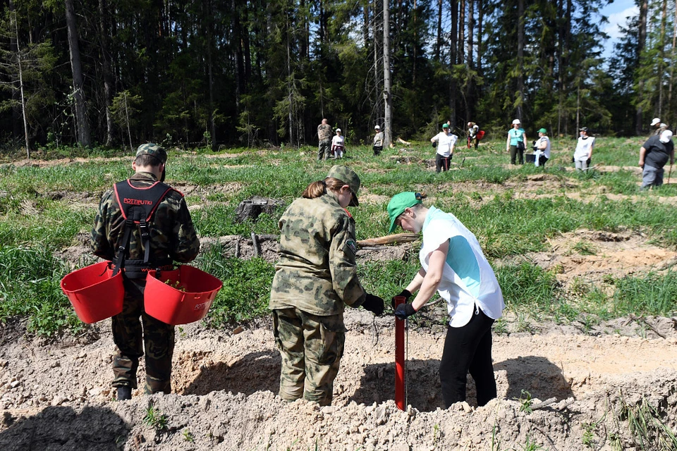 На плоащди примерно в один гектар высадили свыше 2000 сеянцев. Фото: ПТО