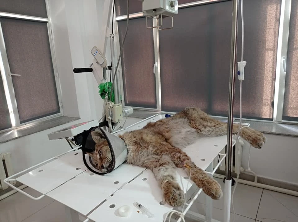 У хищника обнаружили двустороннюю пневмонию.