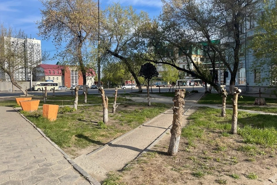 Спиленные деревья. Фото: Александр Деринг