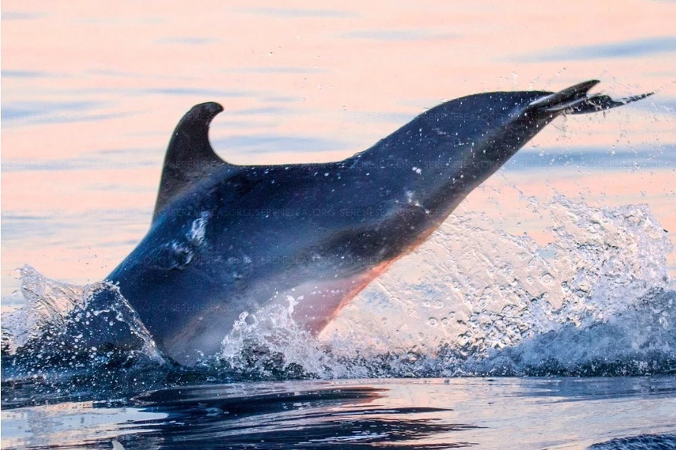 Ученым удалось сделать фото дельфина с дефектом позвоночника. Фото: Центр реабилитации дельфинов «Безмятежное Море»/VK