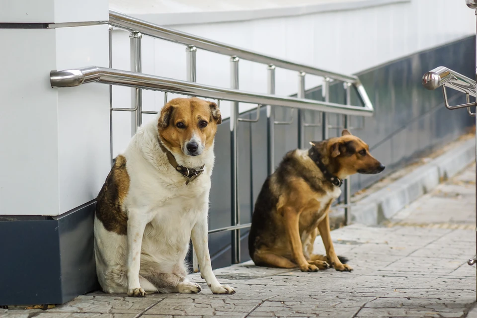 Поиск способов справиться со стаями бродячих собак - одна из самых актуальных тем на этих выходных