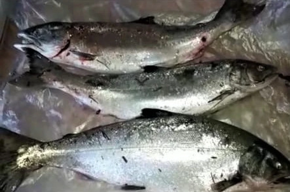 Крупная рыба попадается на западном побережье Сахалина