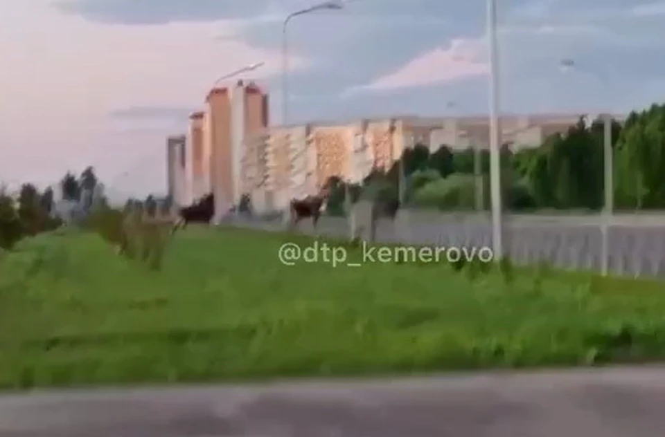 Фото: скриншот кадра видео.