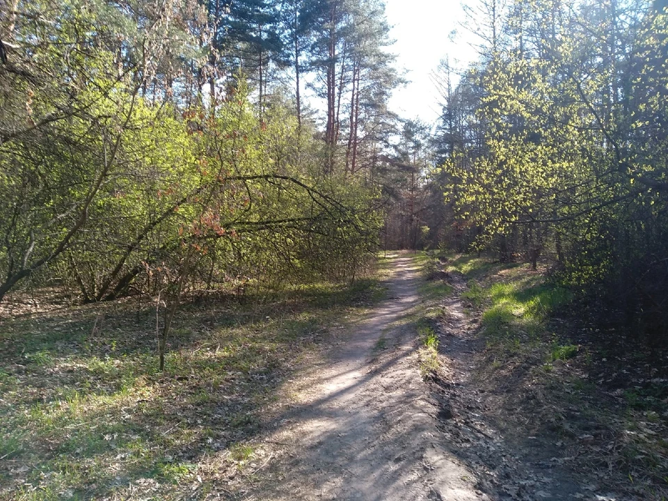 На сегодняшний день в области от укусов клещей пострадали 602 человека