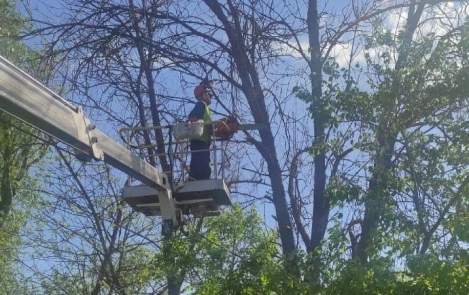Массовую гибель ясеней выявили летом прошлого года.