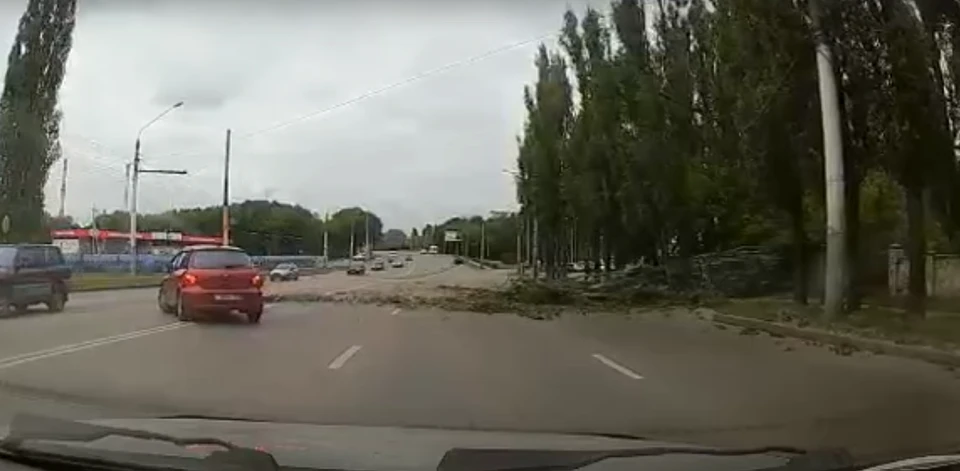 Нескольким машинам пришлось объезжать упавшее дерево по встречной полосе.
