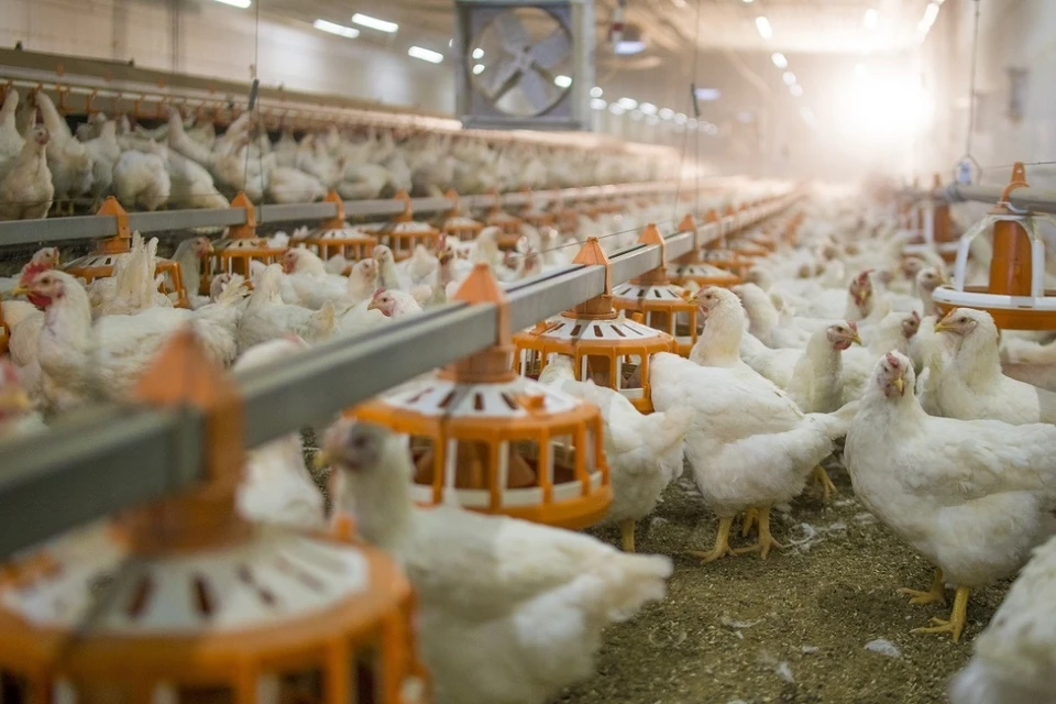Наибольшая доля поставок приходится на мясную продукцию. Фото: Минсельхоз СК