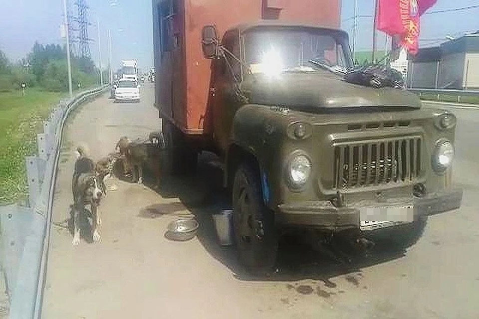 Под Новосибирском на трассе застрял грузовик с 70-летним пенсионером и семью собаками. Фото: предоставлено героем публикации