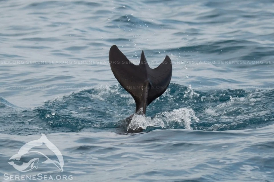 Ученым удалось сфотографировать и живого дельфина с хвостом-«трезубцем». Фото: Центр реабилитации дельфинов «Безмятежное Море»/VK