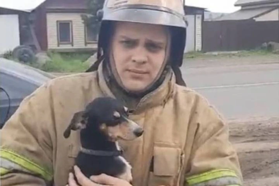 "Сделал Шарику массаж сердца": пожарный в Иркутской области спас собаку из горящего дома.