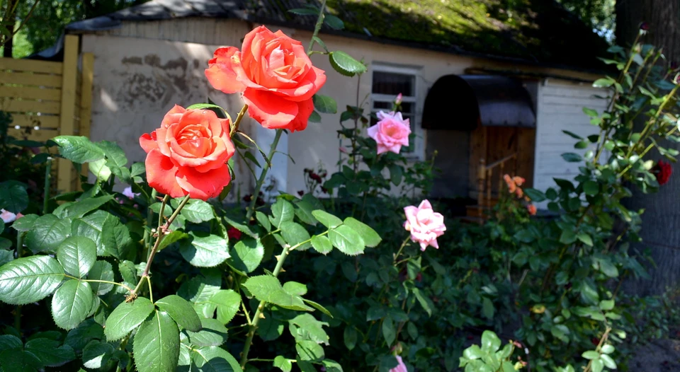Специалисты Россельхознадзора обнаружили вредителя в армянских розах