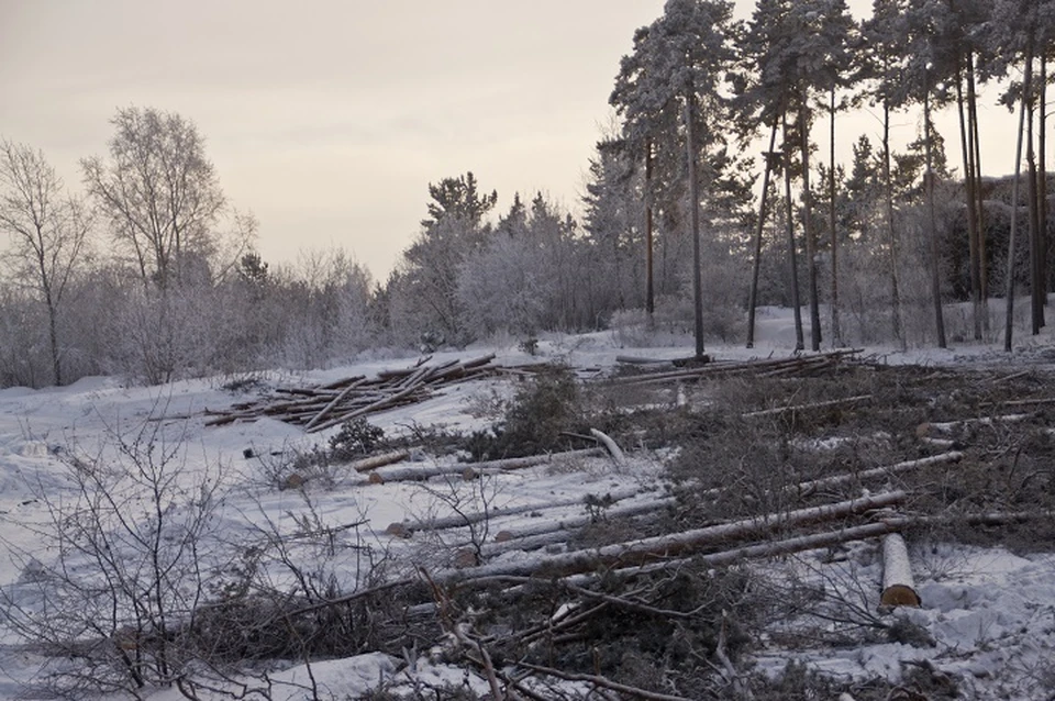 «Байкаловскому лесничеству» причинен ущерб на общую сумму свыше 120 тысяч рублей